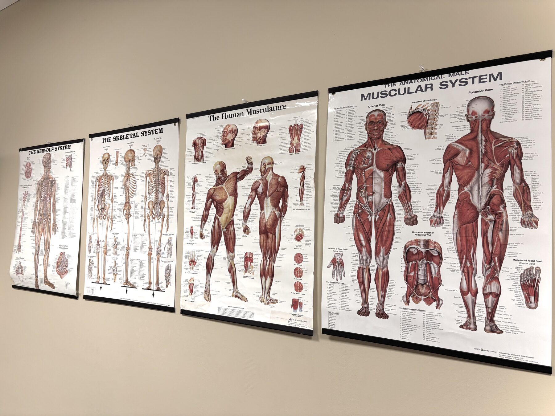 Anatomiplakater på veggen i klinikken